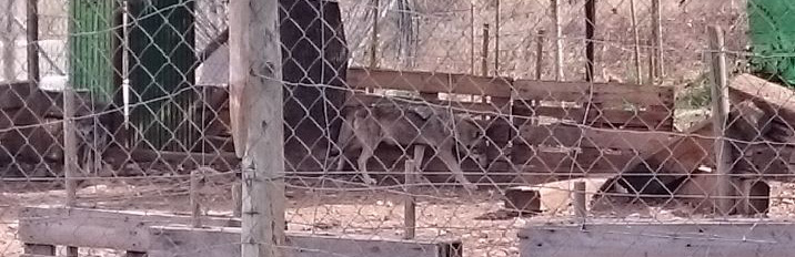 Cachorros de lobo en Antequera