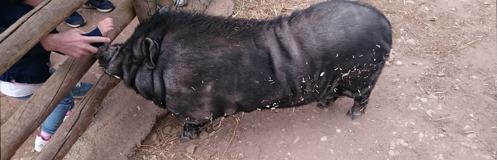 En Lobo Park Antequera vive un cerdo tailandés