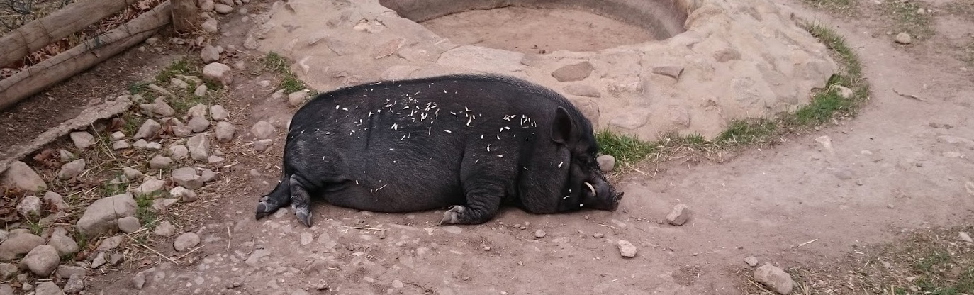 En Lobo Park Antequera hay un cerdo vietnamita