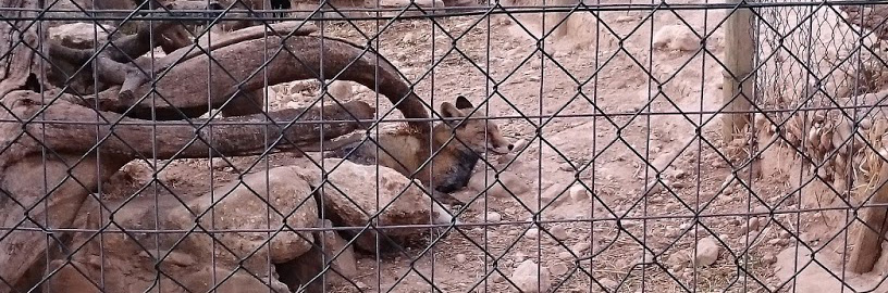 En Lobo Park Antequera hay zorros