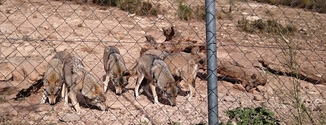Lobos ibéricos en Antequera