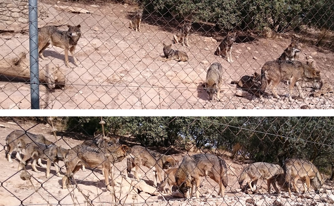 En Lobo Park Antequera hay lobos adultos